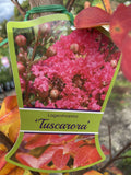 LAGERSTROEMIA TUSCARORA 40CM