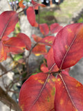 LAGERSTROEMIA TUSCARORA 40CM