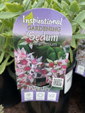 SEDUM PURE JOY 14CM