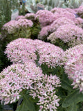 SEDUM PURE JOY 14CM
