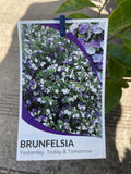 BRUNFELSIA LATIFOLIA 14CM