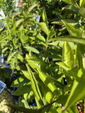 BRUNFELSIA LATIFOLIA 14CM
