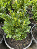 BUXUS SUFFRUITICOSA 20CM