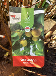 APRICOT COT 'N' CANDY BARE ROOT 