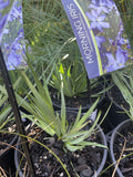 ORTHROSANTHUS MULTIFLORUS 14CM
