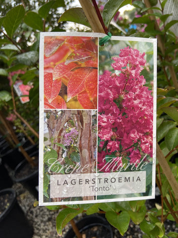 LAGERSTROEMIA TONTO 20CM