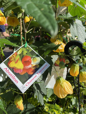 ABUTILON 14CM