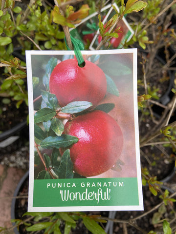 POMEGRANATE PUNICA GRANTAUM WONDERFUL 20CM 