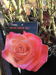 ROSA STANDARD REMEMBER ME 3FT 20CM 