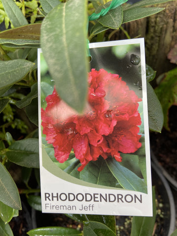 RHODODENDRON FIREMAN JEFF 20CM