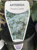 ARTEMESIA POWIS CASTLE 14CM