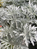 ARTEMESIA POWIS CASTLE 14CM
