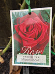 ROSA STANDARD 3FT MR LINCOLN 20CM 