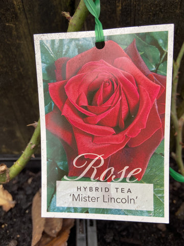 ROSA STANDARD 3FT MR LINCOLN 20CM 