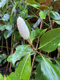 MAGNOLIA LITTLE GEM 25CM