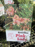 GREVILLEA PINK LADY 14CM