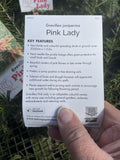 GREVILLEA PINK LADY 14CM