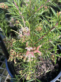 GREVILLEA PINK LADY 14CM