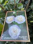 CAMELLIA BRUSHFIELDS YELLOW 25CM