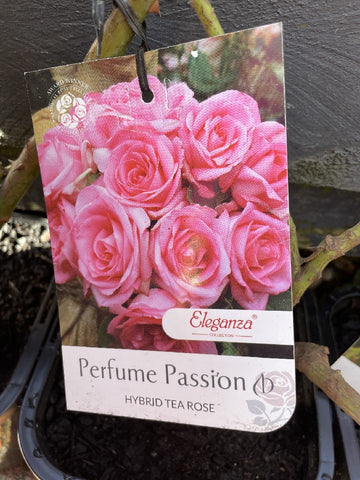 ROSA PERFUME PASSION 20CM