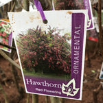 CRATAEGUS PAULS SCARLET BARE ROOT