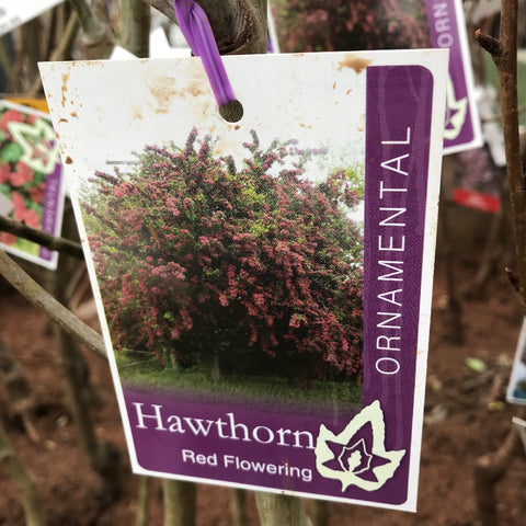 CRATAEGUS PAULS SCARLET BARE ROOT