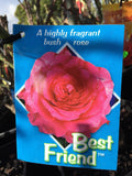 ROSE BEST FRIEND BARE ROOT 