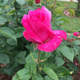 ROSE BEST FRIEND BARE ROOT 