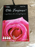 ROSE OLDE FRAGRANCE BARE ROOT
