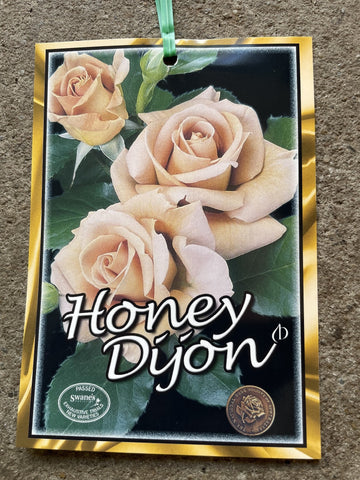 ROSA HONEY DIJON BARE ROOT
