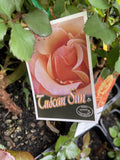 ROSE TUSCAN SUN 20CM 
