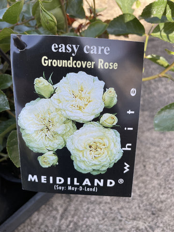 ROSE WHITE MEIDILAND 14CM 