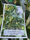 OSMANTHUS FORTUNII 20CM