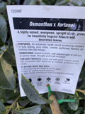 OSMANTHUS FORTUNII 20CM