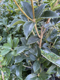 OSMANTHUS FORTUNII 20CM