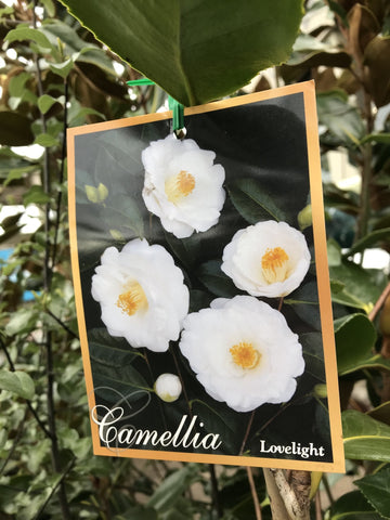 CAMELLIA LOVELIGHT 25CM