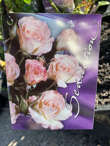 ROSE SEDUCTION 20CM