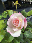 ROSE SEDUCTION 20CM