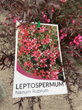 LEPTOSPERMUM NANUM RUBRUM 20CM
