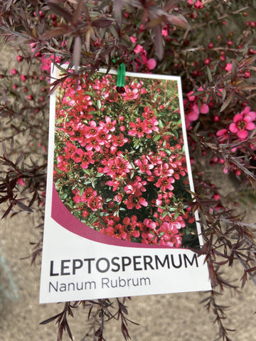 LEPTOSPERMUM NANUM RUBRUM 20CM