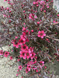 LEPTOSPERMUM NANUM RUBRUM 20CM