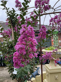 LAGERSTROEMIA ZUNI 40CM