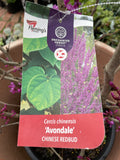 CERCIS CHINENSIS AVONDALE 33CM 