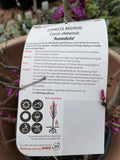CERCIS CHINENSIS AVONDALE 33CM 