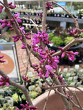 CERCIS CHINENSIS AVONDALE 33CM 