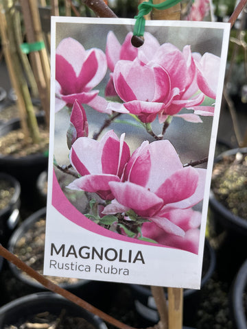 MAGNOLIA RUSTICA RUBRA 25CM