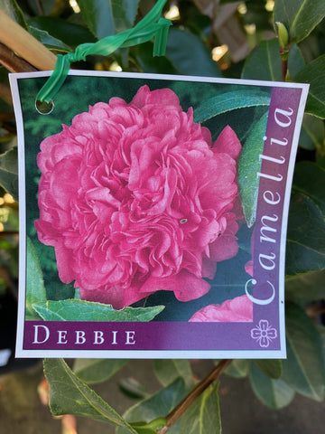 CAMELLIA DEBBIE 25CM