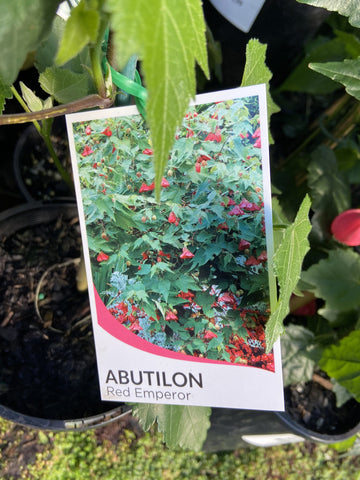 ABUTILON RED EMPEROR 14CM