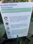 ABUTILON RED EMPEROR 14CM