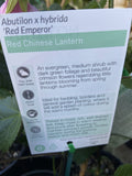 ABUTILON RED EMPEROR 14CM